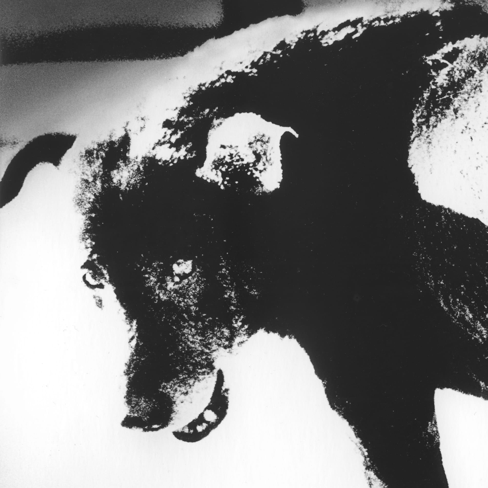 A photo of a snarling dog taken in the city of Misawa in the Aomori prefecture in northern Japan in 1971