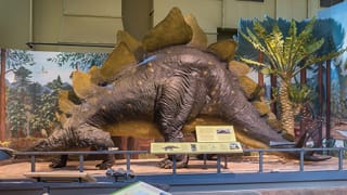 Museum of the Earth seeks donations to pay mortgage amid deep financial woes