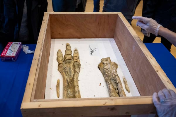 Unmounted Tarbosaurus bataar foot bones stored in a transport crate during a French customs restitution ceremony.